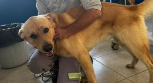 Muğla'da zehirlenen 5 köpek belediye ekipleri tarafından kurtarıldı