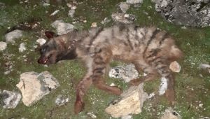 Nesli Tükenmekte Olan Çizgili Sırtlan Vahşice Öldürüldü
