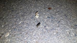 Otomobilden ateş eden magandalar polisi harekete geçirdi