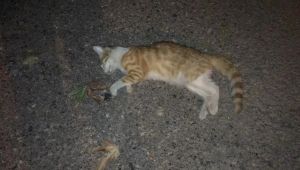 Otomobilin Çarptığı Kedi Telef Oldu - Videolu Haber
