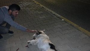 Otomobilin Çarptığı Köpek Telef Oldu