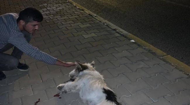Otomobilin Çarptığı Köpek Telef Oldu