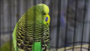 Pandemiyle birlikte Petshop'larda yoğunluk yaşanıyor - Videolu Haber