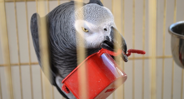 Petshop İşletmecisi İpekçi: "Sokak Hayvanları Koruma Altına Alınmalı" - Videolu Haber