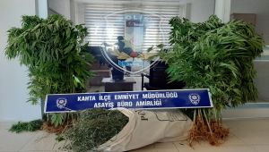 Saksılar içerisindeki 251 kök kenevire 1 gözaltı