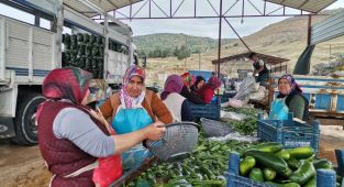 Salatalık hasadı başladı: 35 bin ton rekolte bekleniyor
