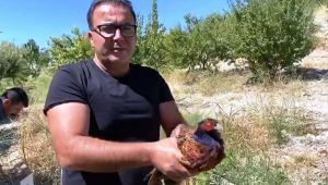 Samsat ilçesinde belediye tarafından sülün bırakıldı - Videolu Haber
