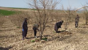 Samsat’ta kadınlar nar çapalama işine başladı