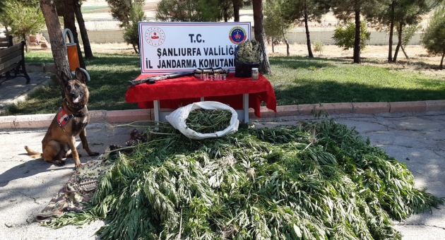 Şanlıurfa'da, 512 Kök Kenevir Bitkisi Ele Geçirildi