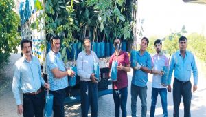 Sincik’te ceviz tozlayıcısı fidanı dağıtıldı