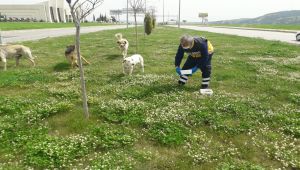 Sokak hayvanları yine unutulmadı