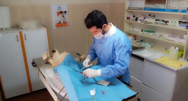 Sokak Hayvanlarına Yönelik Çalışmalar Sürdürülüyor