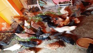 Sokak köpekleri kümesteki 20 tavuğu telef etti