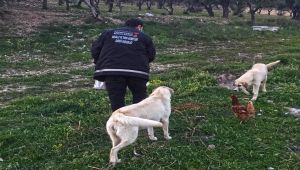 Sokaktaki canlar unutulmadı