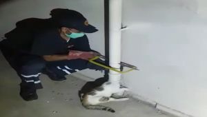 Su borusuna sıkışan yavru kedi kurtarıldı - Videolu Haber