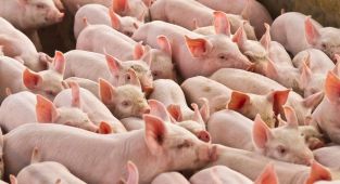 Sudan ile şok anlaşma: 500 tona kadar at, eşek ve domuz eti getirene vergi muafiyeti
