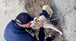 Sulama kanalında düşen köpek kurtarıldı - Videolu Haber