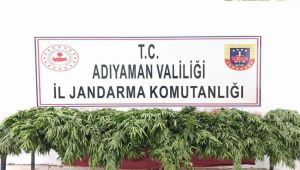 Tarlada 503 kök kenevir ele geçirildi