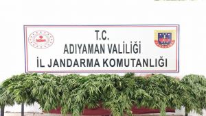 Tarlasına 100 kök kenevir ekti gözaltına alındı