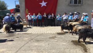 Tatlıses’in 15 Temmuz etkinliklerine bağışladığı 100 keçi Kahta’da kurban edildi