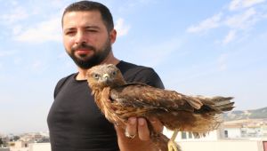 Tedavi Edilen Şahin Doğaya Bırakıldı - Videolu Haber