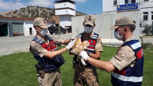 Tedavisi tamamlanan ‘Peçeli Baykuş’ doğaya salındı - Videolu Haber