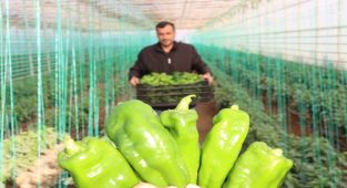 'Toplum Temelli Seracılık' projesinde hasat devam ediyor - Videolu Haber