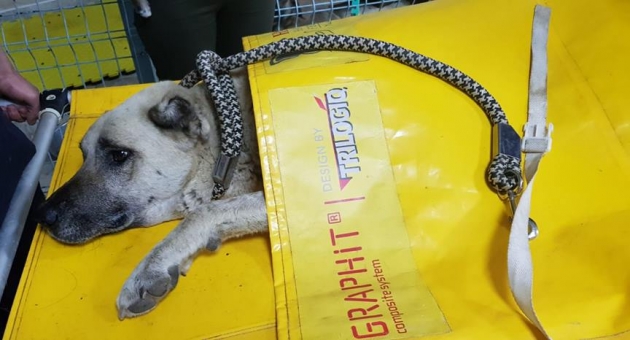 Tüfekle Vurulan Köpek Tedavi Altına Alındı - Videolu Haber