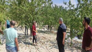 Türkiye’nin badem deposu Kahta'da hasat başladı