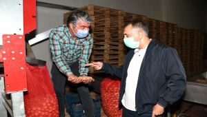 Türkiye’nin en büyük ceviz bahçesinde hasad başladı