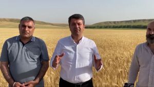 Tutdere, kuru tarımda yaşanan yüzde 50 rekolte kaybına dikkat çekti - Videolu Haber