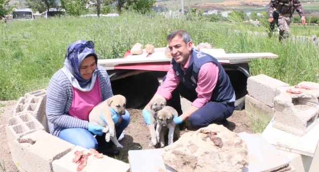 Uygulama Noktasında, Yavru Köpeklere Gözü Gibi Bakıyor