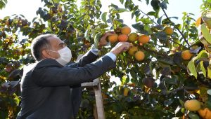 Vali Mahmut Çuhadar, Gölbaşı ilçesinde hurma hasadına katıldı