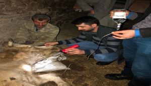 Veteriner Hekim, Hasta İneğe Karlı Mücadele Sonucu Yetişti