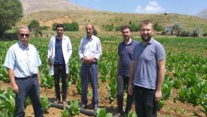 Viral hastalıklar tütünde kalite ve verimi düşürdü