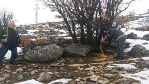 Yaban Hayvanlar İçin Doğaya Yem Bırakıldı