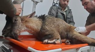 Yaralı halde bulunan dağ keçisi koruma altına alındı