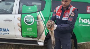 Yaralı halde bulunan Şahin tedavi altına alındı