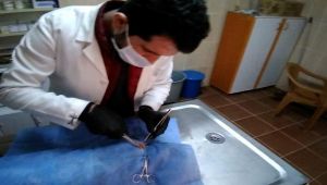 Yaralı Kedi Şifayı Veteriner Müdürlüğü’nde Buldu