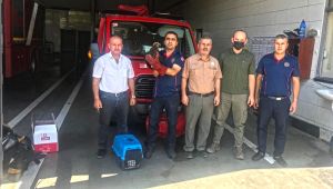 Yaralı Kızıl Şahin özgürlüğe kanat çırptı