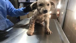 Yaralı Köpeğin Ayağı, Ameliyatla Kurtarıldı