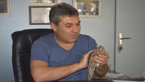 Yaralı Yavru Kızıl Şahin Koruma Altına Alındı - Videolu Haber