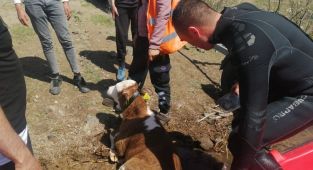 Yaramaz dana girdiği barajda itfaiye ekipleri tarafından kurtarıldı - Videolu Haber