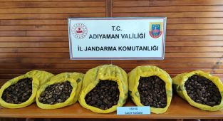 Yasaklı Salep Soğanını toplayan 5 şüpheli gözaltına alındı
