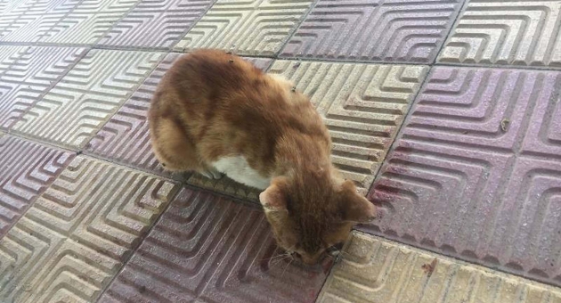 Yavru Kediyi Önce Dövdüler Sonra Gözünü Çıkarttılar