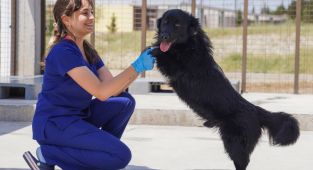 Yılın ilk 6 ayında İzmir’deki barınaklardan 500 köpek sahiplendirildi