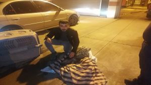 Yolda bulduğu hasta kirpiye itfaiye ekibi sahip çıktı - Videolu Haber