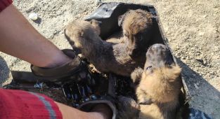 Zifte yapışan yavru köpekler kurtarıldı - Videolu Haber